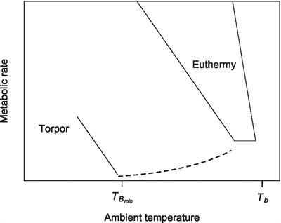 Heterothermy as the Norm, Homeothermy as the Exception: Variable Torpor Patterns in the South American Marsupial Monito del Monte (Dromiciops gliroides)